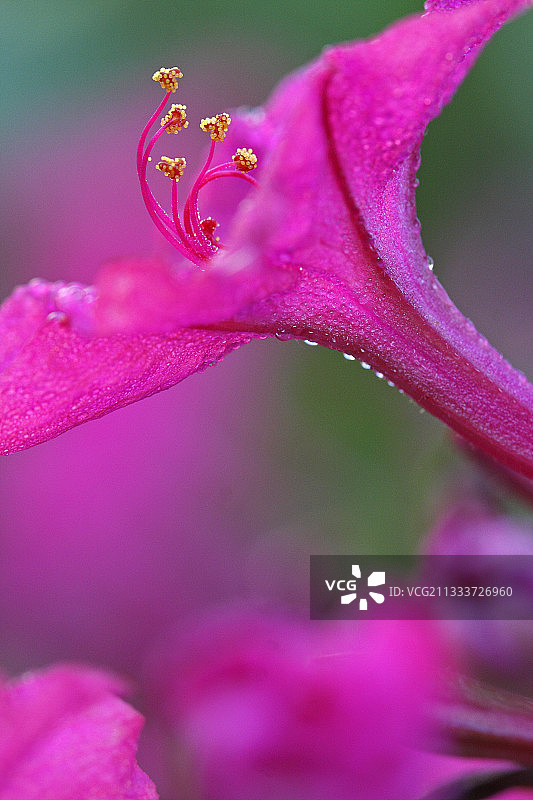 秋季法国有机花园中的紫茉莉花图片素材