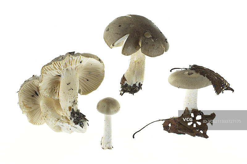 摄影棚里的杏仁木蜡图片素材