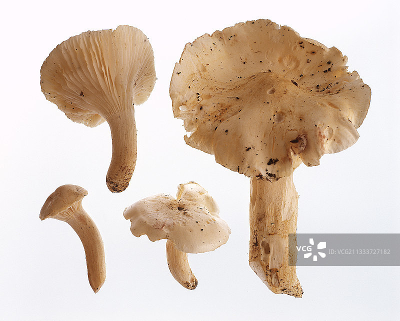 工作室内的食用蜡伞图片素材