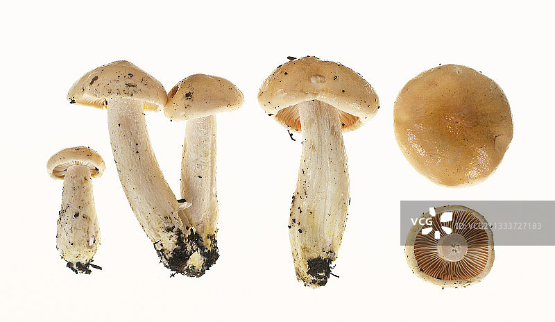 工作室里的蜡伞菌图片素材