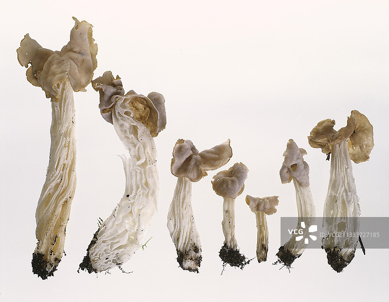 影棚内的白色盔孢伞图片素材