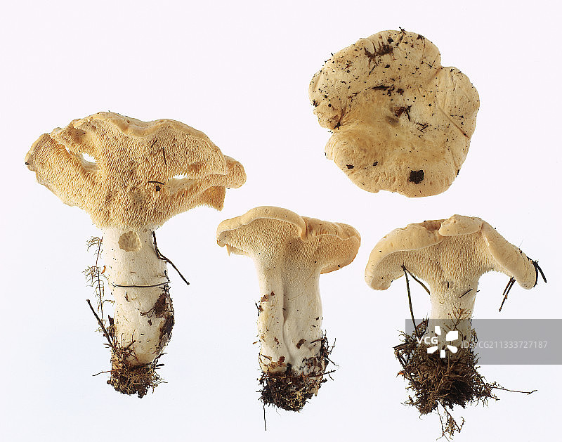 工作室里的木制刺猬图片素材