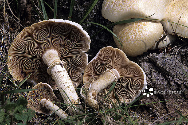 灌木丛中的白杨树图片素材