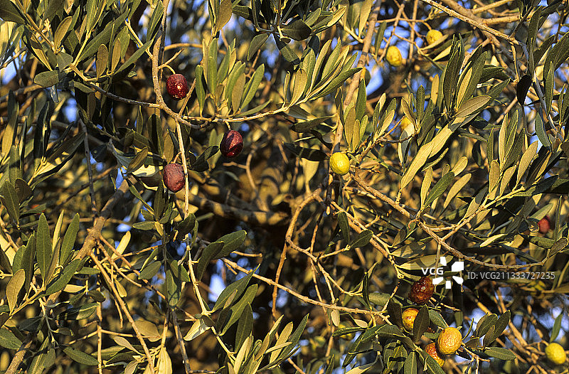 橄榄“苏泽特”图片素材