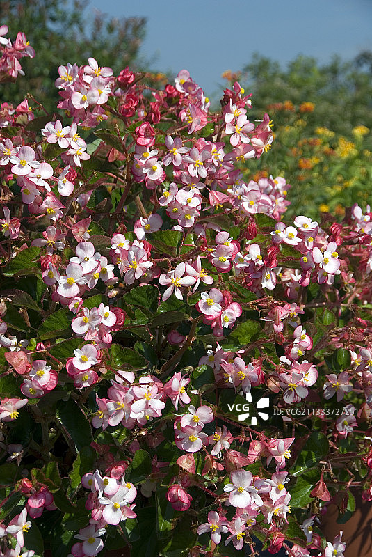 花园里盛开的勇敢的心丽格海棠图片素材