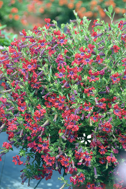 红萼距花图片素材