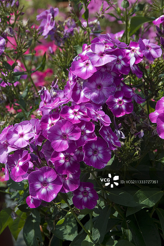 秋季花园中盛开的福禄考‘劳拉’图片素材