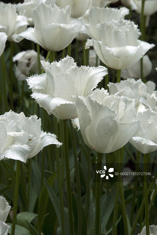 花园里的流苏郁金香图片素材