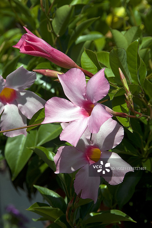 花园里的巴西茉莉图片素材