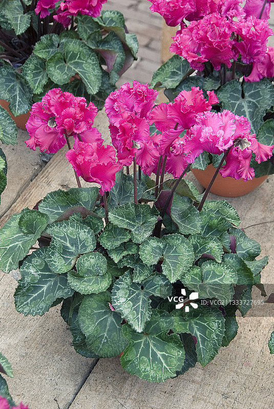 仙客来“Miniwella闪烁紫色”在花园里图片素材