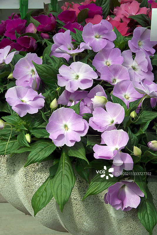 花园里的新几内亚凤仙花图片素材