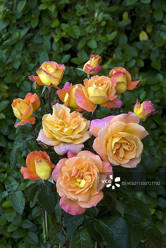 花园中盛开的“Dorabri”玫瑰树图片素材