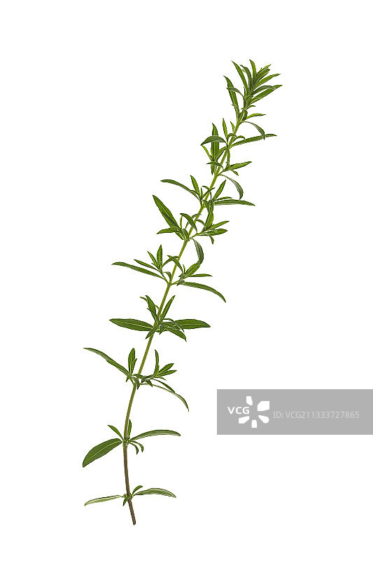 白色背景上的冬季香薄荷茎图片素材