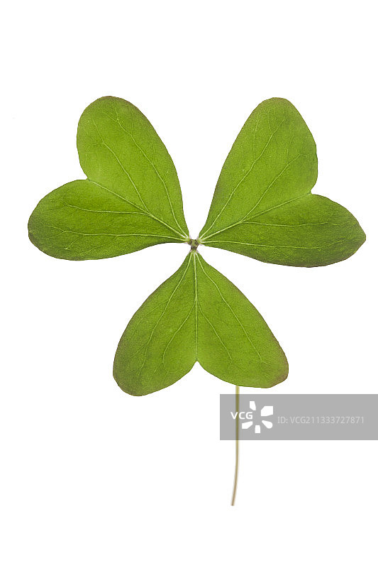 酢浆草叶图片素材