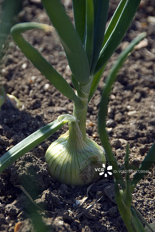 厨房菜园里的洋葱图片素材