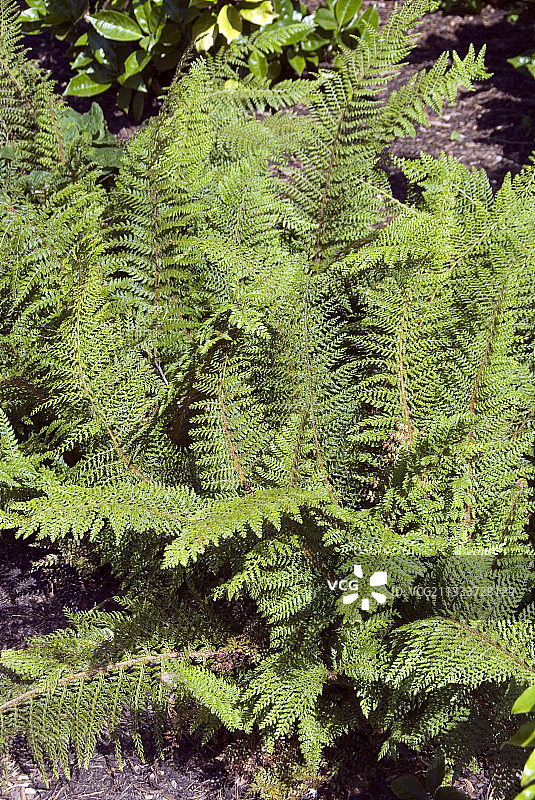 花园里的韩国石松图片素材