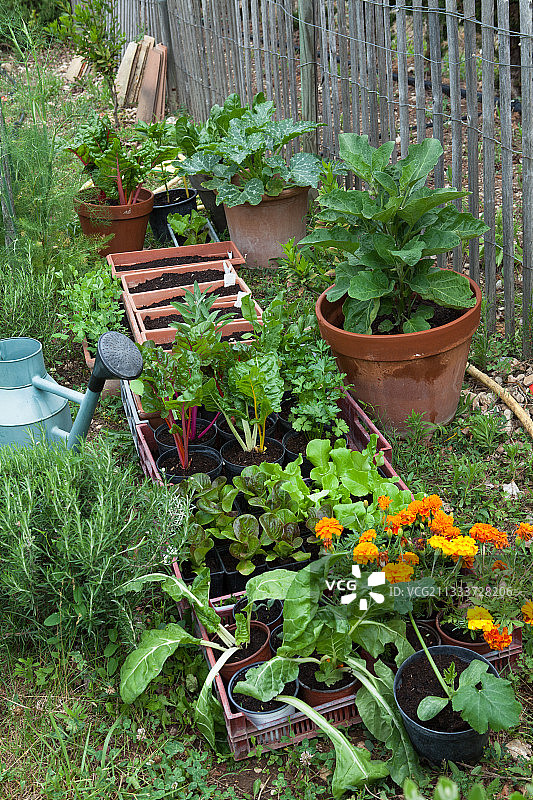 厨房花园种植图片素材