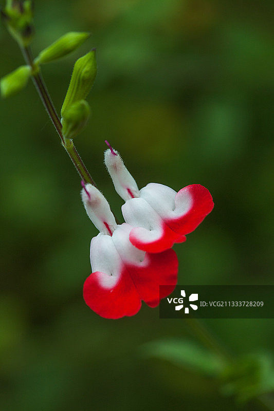 花园中盛开的小叶鼠尾草图片素材