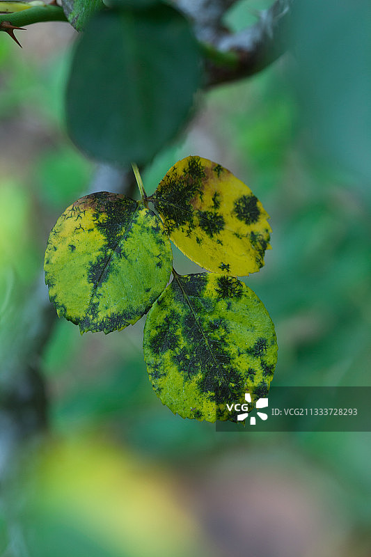 玫瑰花的黑色斑点图片素材