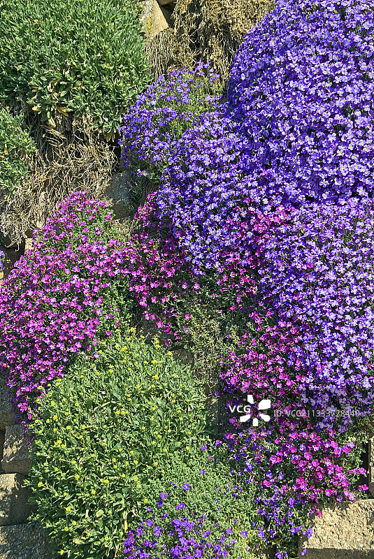 花园垂直花园中盛开的奥布里埃塔图片素材