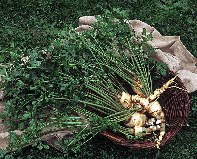 厨房花园里的欧洲防风草丰收图片素材