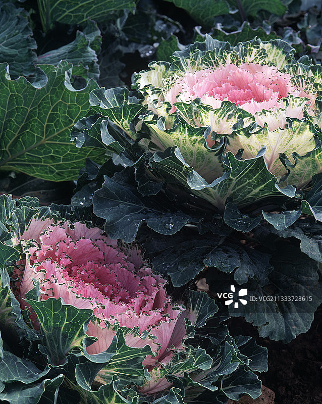 花园里的观赏甘蓝图片素材