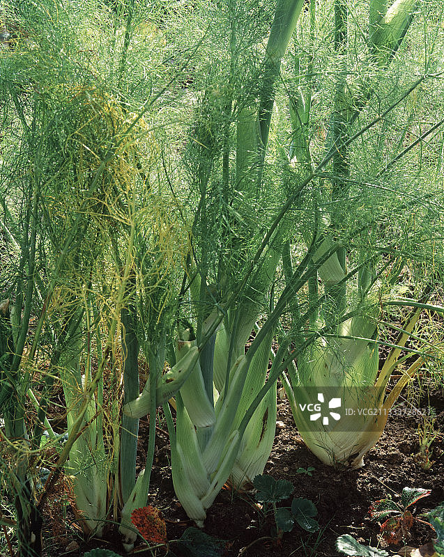 厨房花园里的茴香图片素材