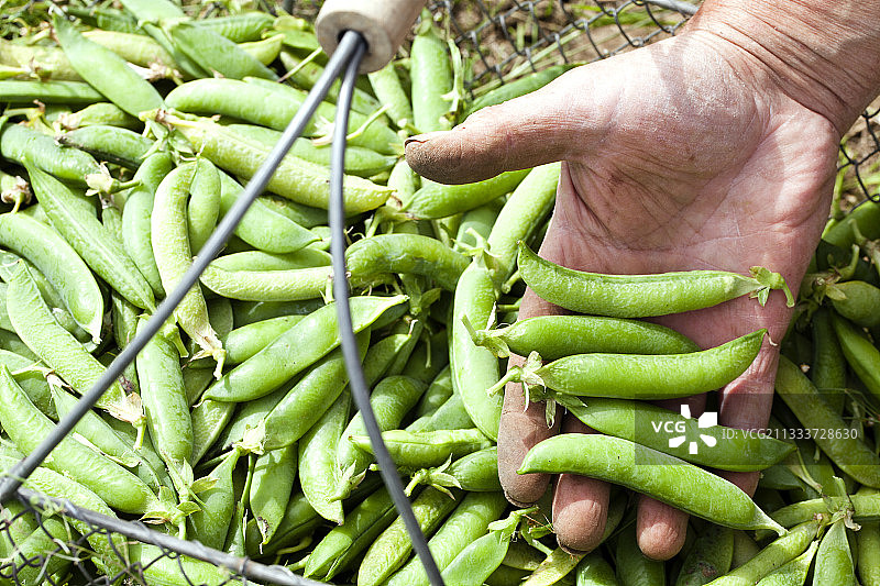 菜园豌豆丰收图片素材