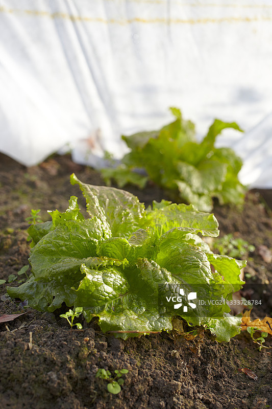 花园中受保护的巴达维亚生菜图片素材