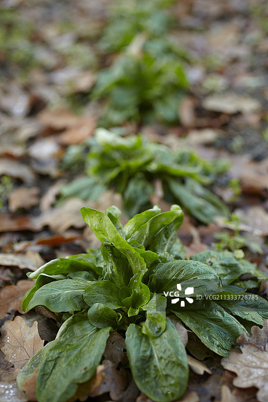 花园里的羊肉生菜图片素材