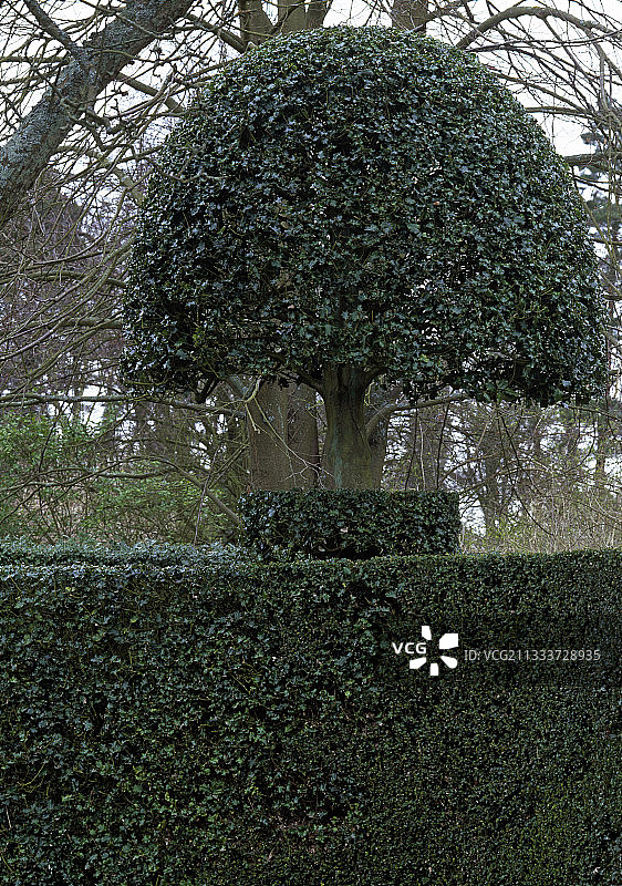 英格兰豪宅中的造型园艺和花园绿篱图片素材