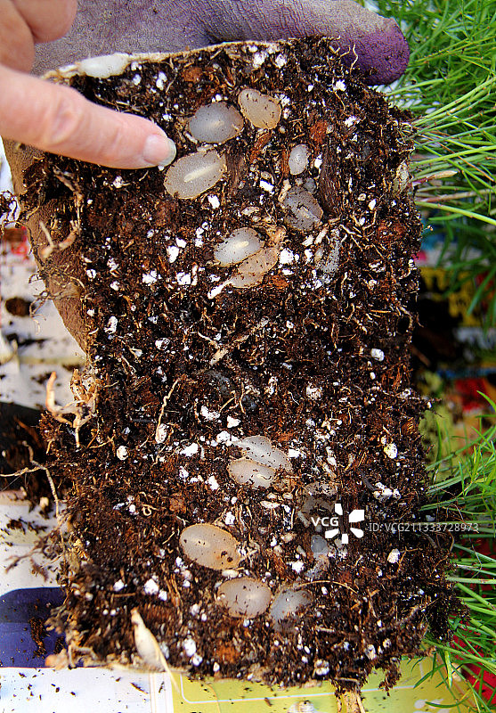 花园里带着水储备的芦笋图片素材