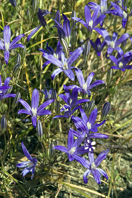 科罗纳里亚布罗迪亚图片素材