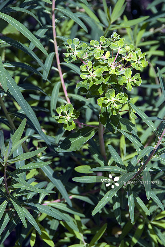 沼泽大戟图片素材