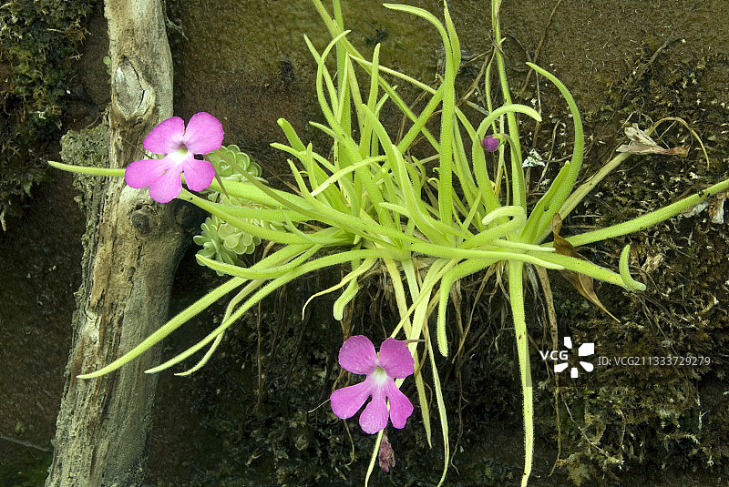 莫氏捕虫堇图片素材