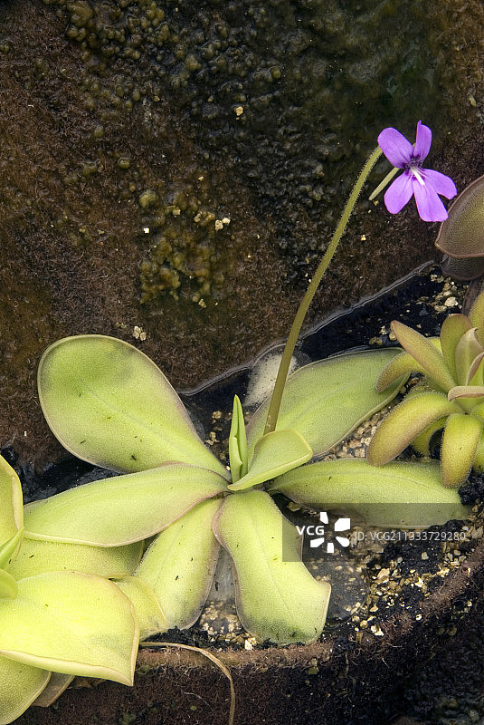 莫兰氏捕虫堇图片素材