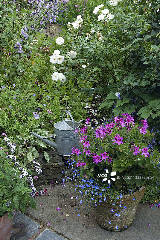 半边莲天竺葵玫瑰树图片素材