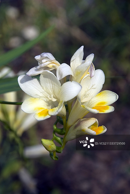 小苍兰图片素材