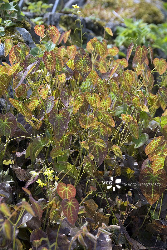 黄连木图片素材