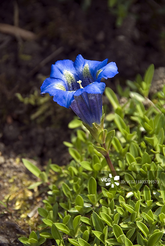 西部的龙胆图片素材