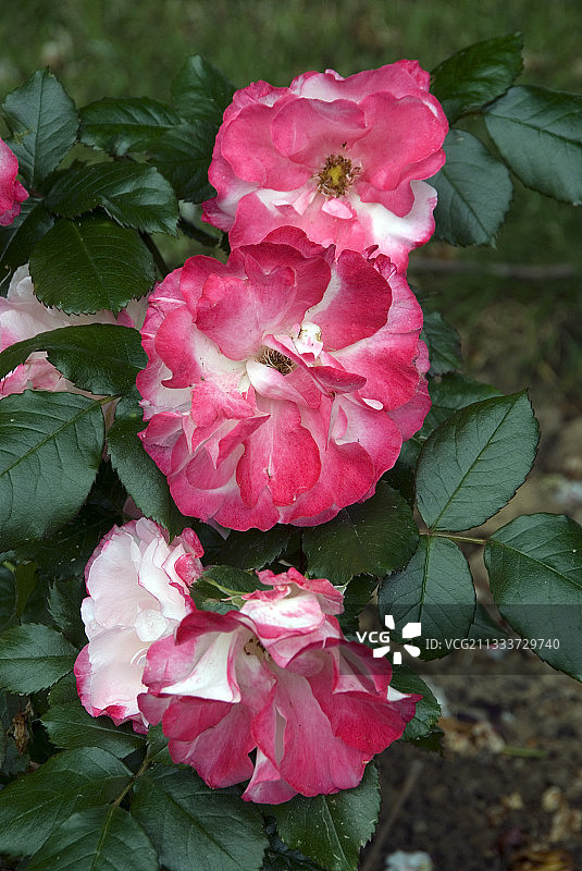 蒙托邦德布列塔尼丰花月季图片素材