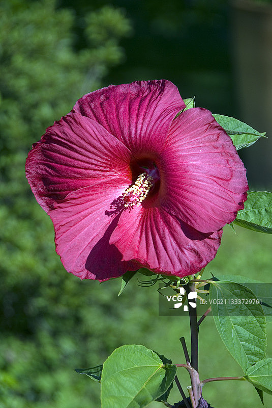 芙蓉花“南方佳丽”图片素材