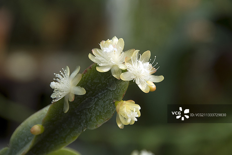 扁芒叶仙人掌图片素材