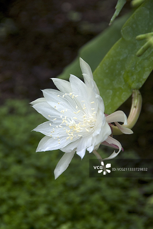 细链苇图片素材