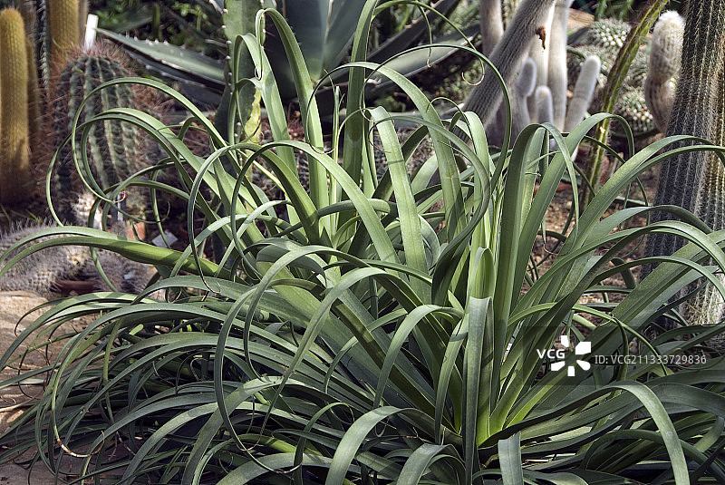 章鱼龙舌兰图片素材