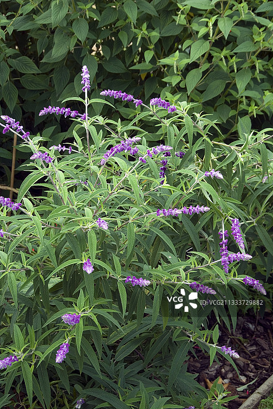 墨西哥鼠尾草图片素材