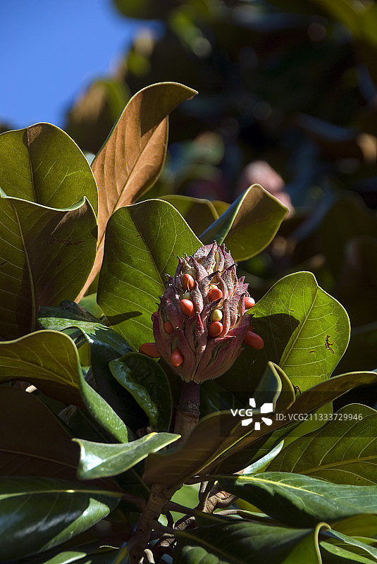 广玉兰图片素材