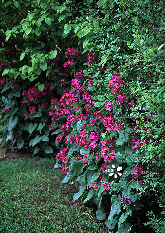 花园里盛开的农作物图片素材