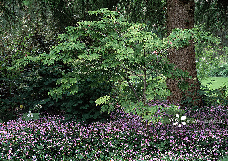 日本枫树图片素材