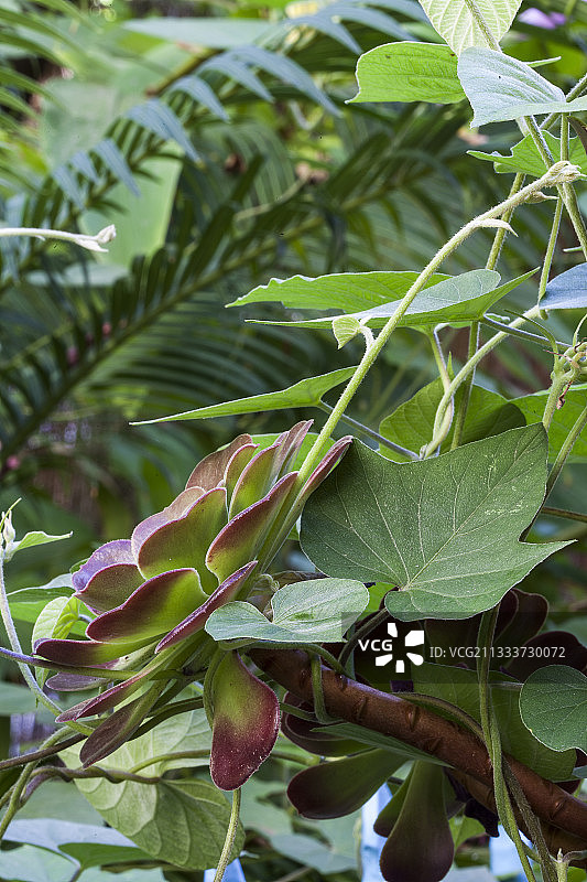 花园中的莲花掌图片素材